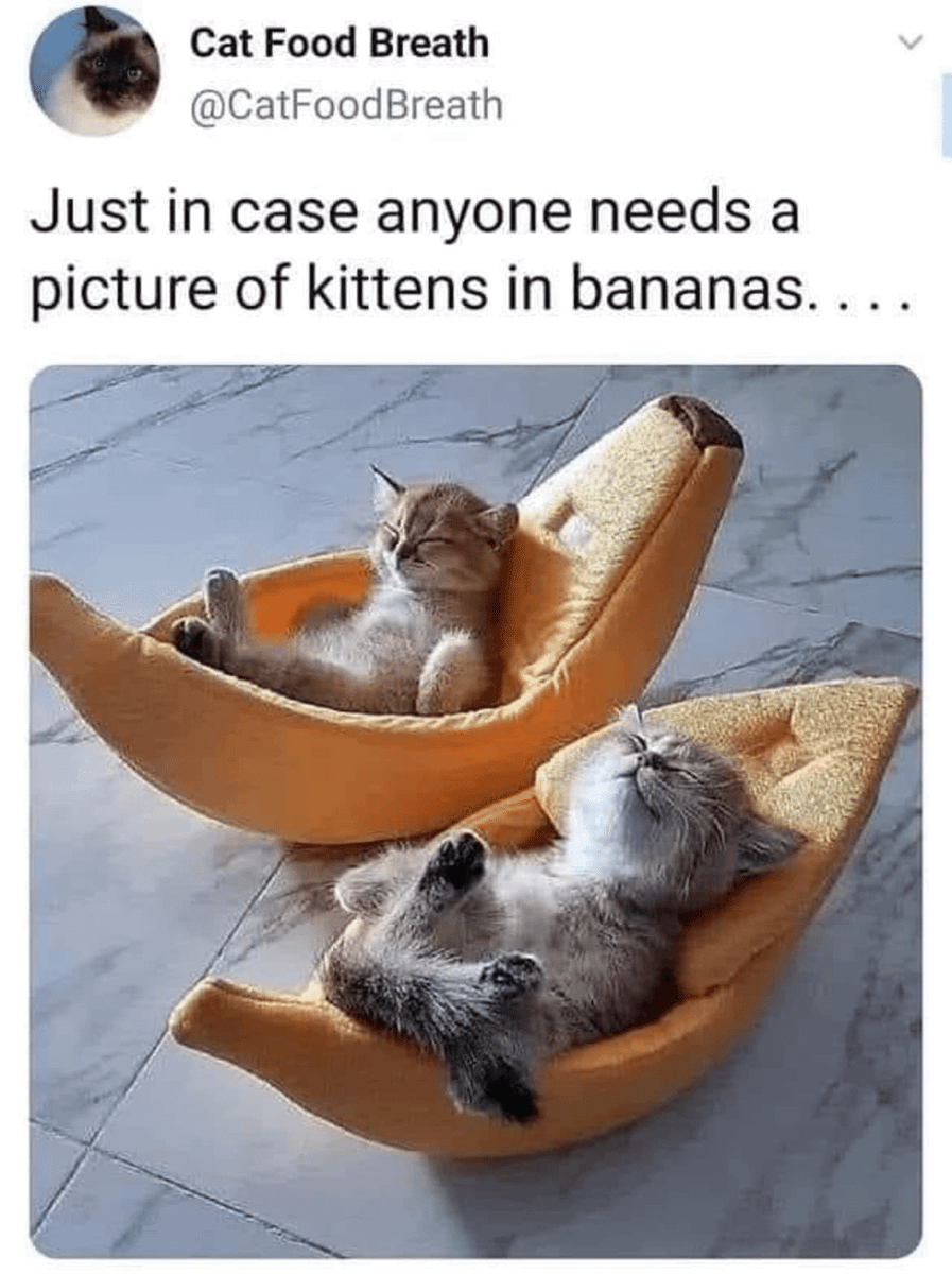 meme anak kucing