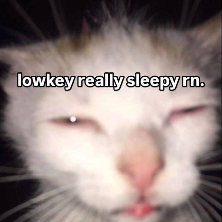 meme kucing ngantuk