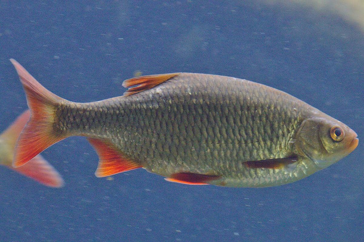 5 Fakta Menarik Ikan Rudd, Dilarang Dipelihara di Amerika