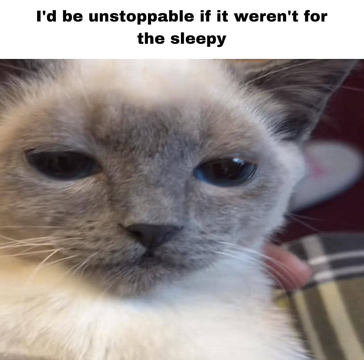 meme kucing ngantuk