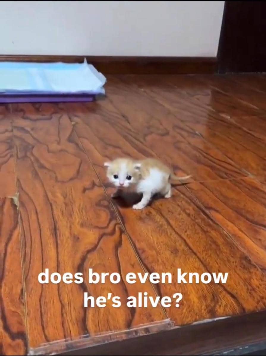meme anak kucing