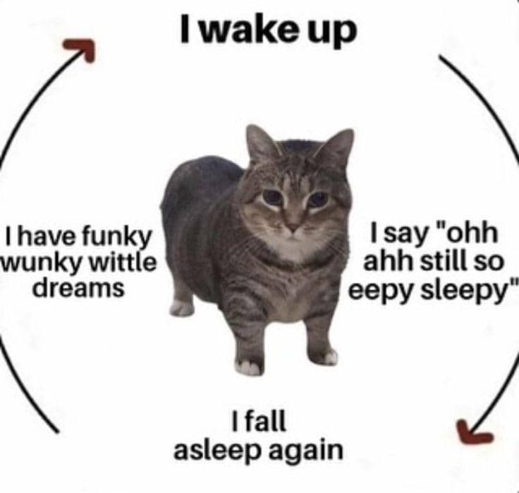 meme kucing ngantuk