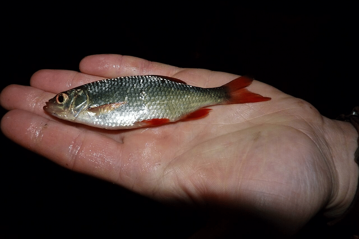 ikan rudd