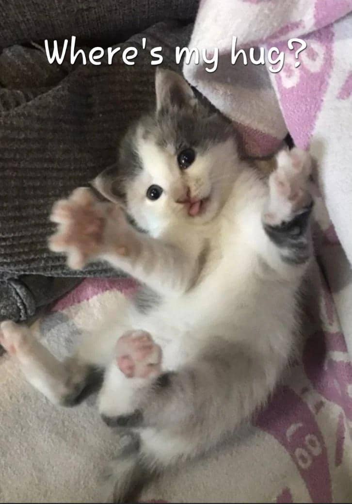 meme anak kucing
