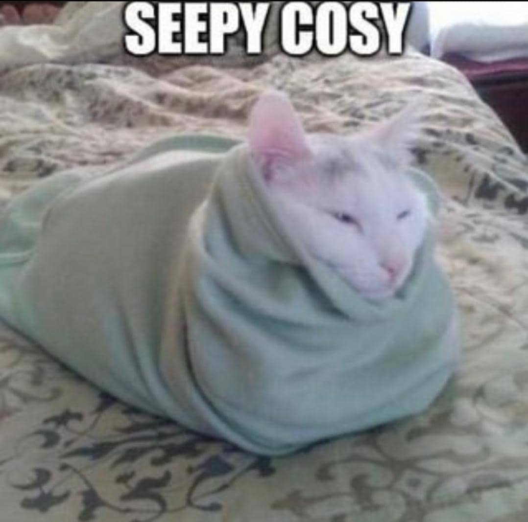 meme kucing ngantuk