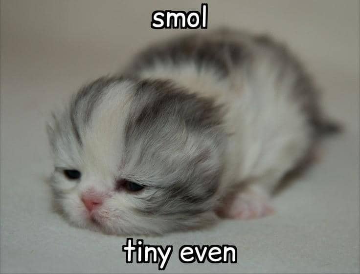 meme anak kucing