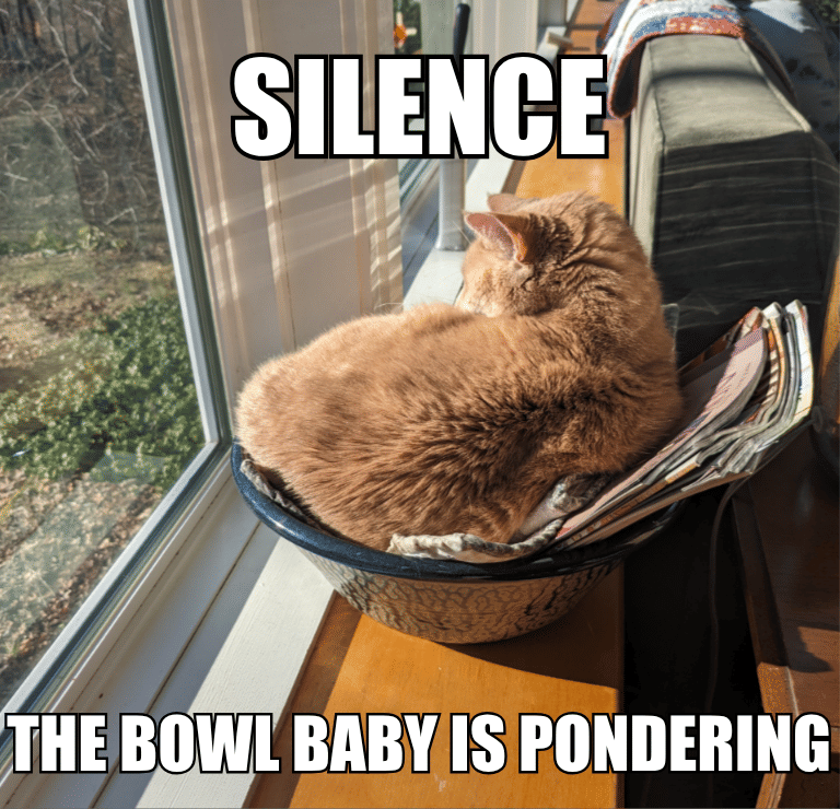 meme anak kucing