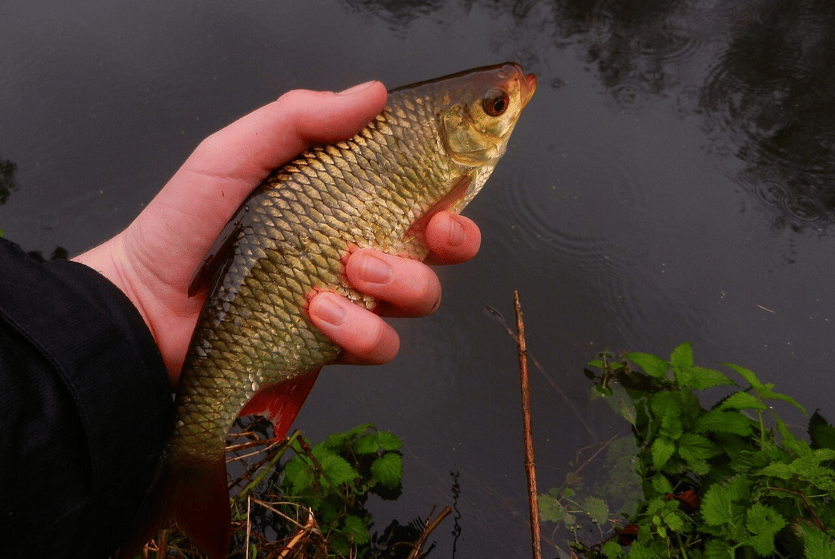 ikan rudd