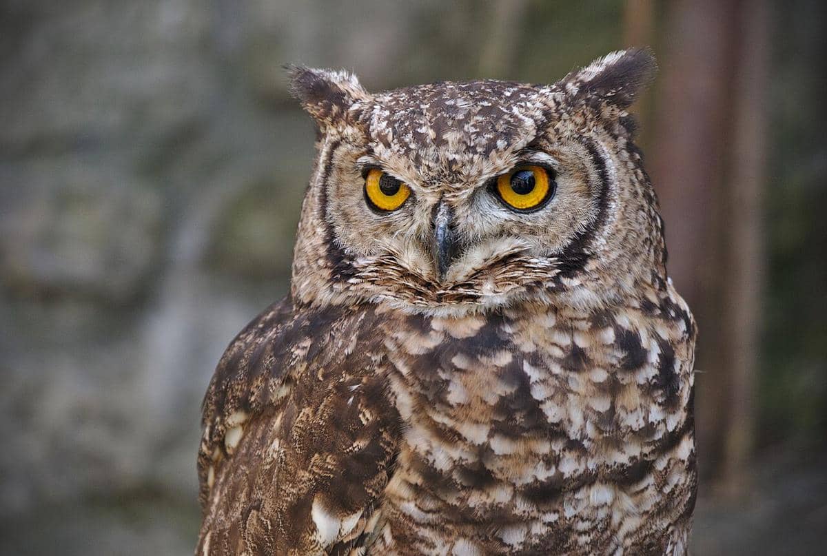 5 Fakta Unik Burung Hantu Elang Berbintik, Sering Dijahili