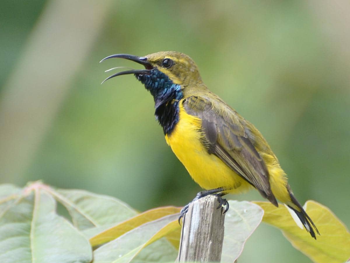 potret burung madu sriganti
