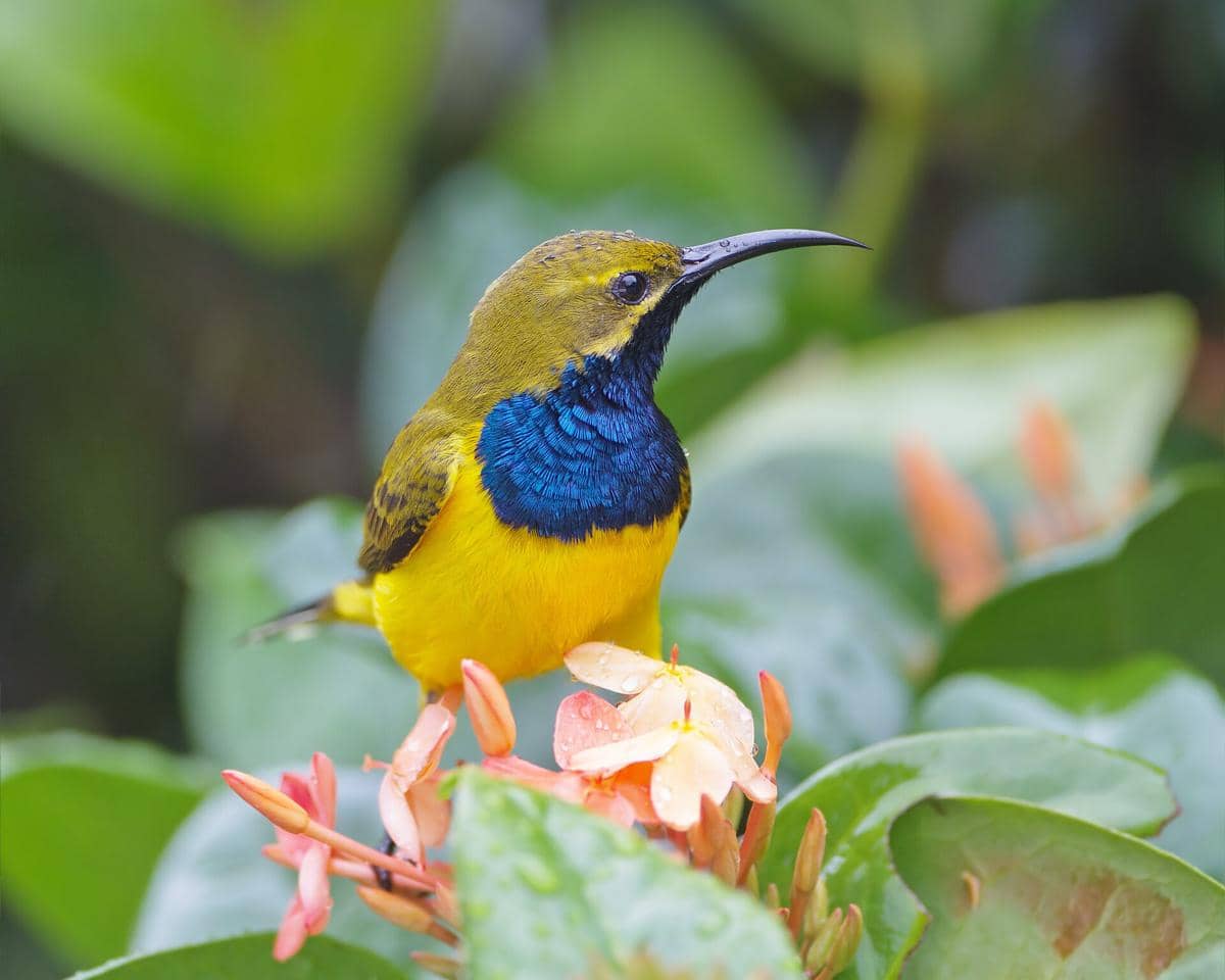 7 Fakta Burung Madu Sriganti yang Mirip Kolibri, Jangan Tertipu!