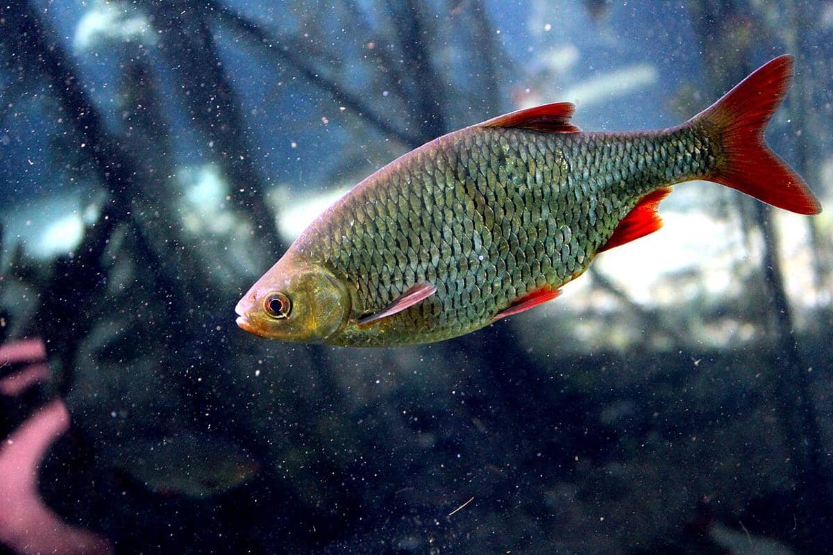 ikan rudd