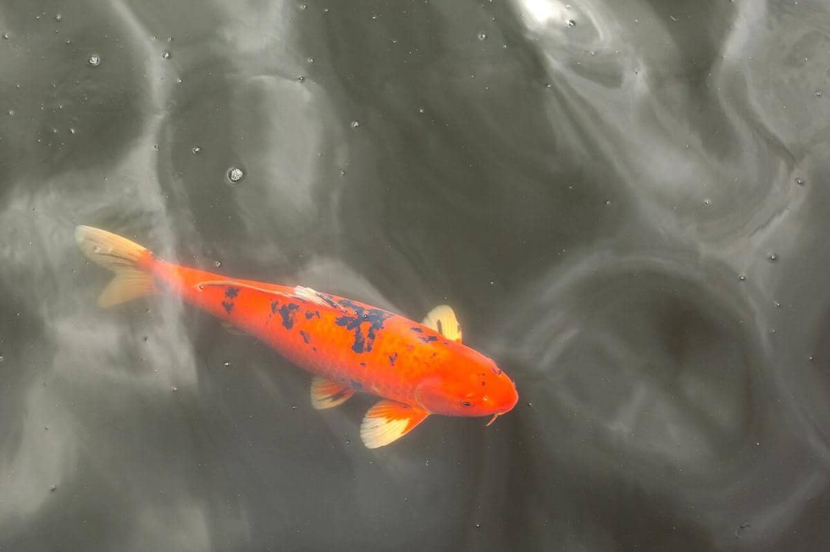 genus Cyprinus
