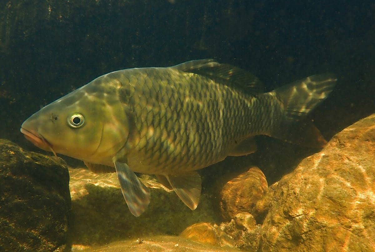 ikan mas amur
