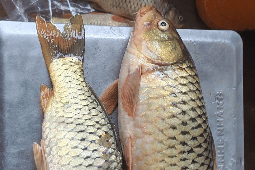 ikan carp inle