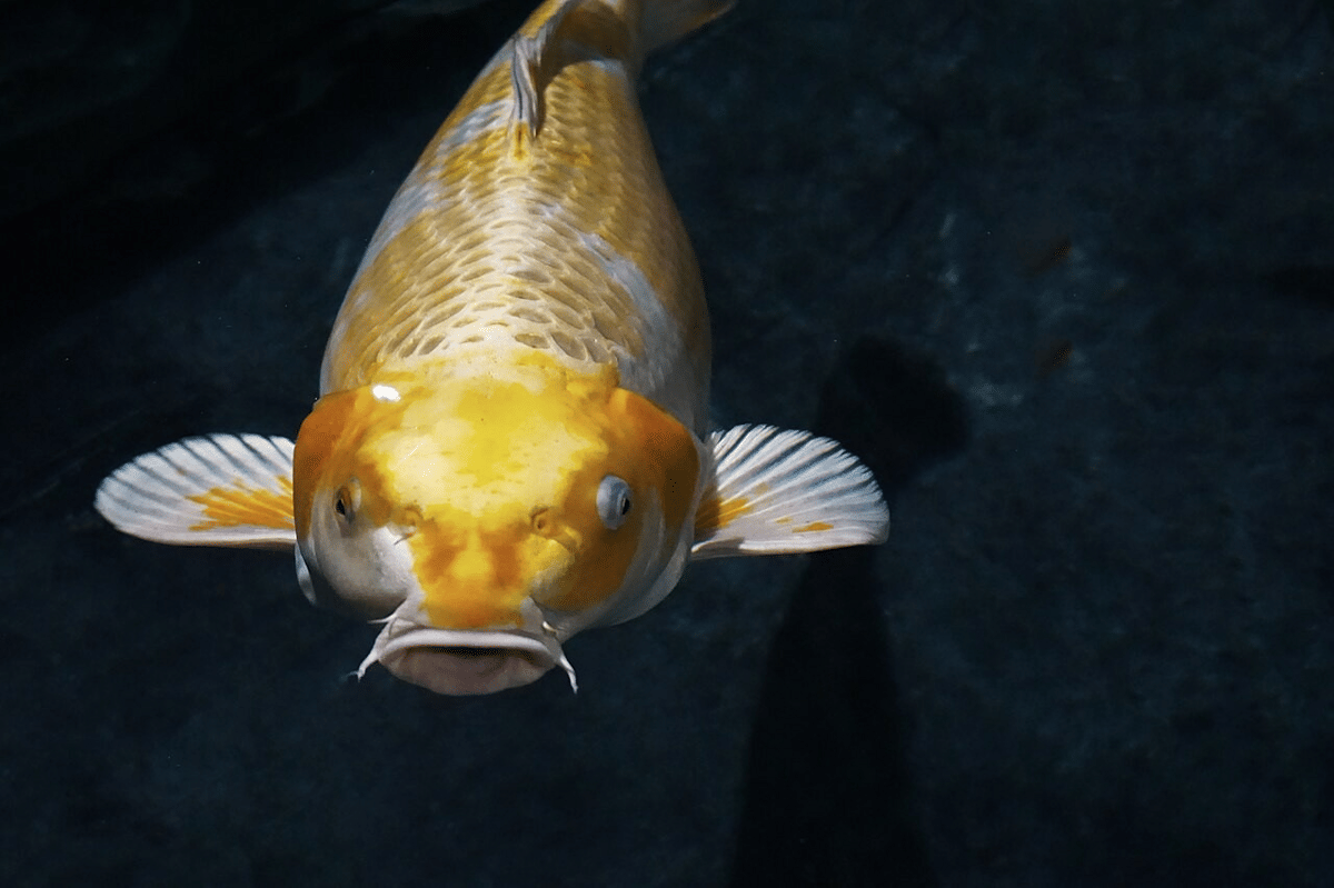 5 Spesies Ikan dari Genus Cyprinus, Hidup di Sungai dan Danau