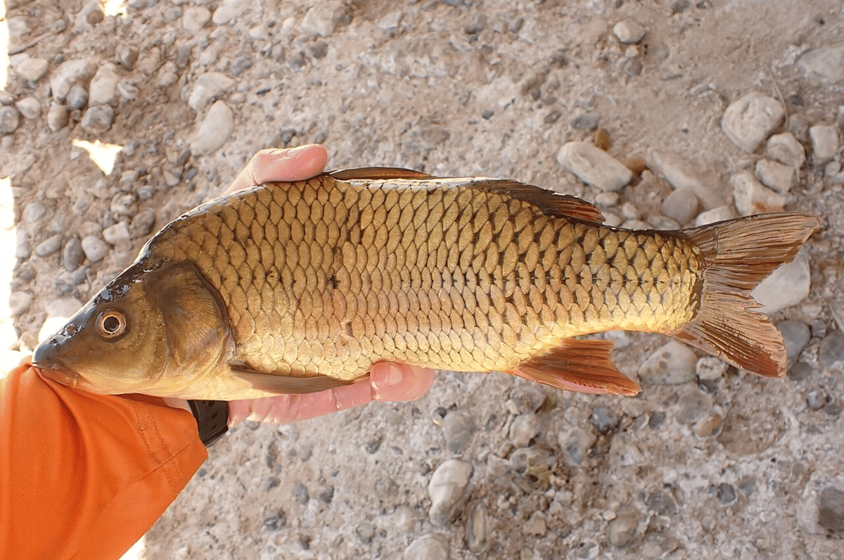 genus Cyprinus
