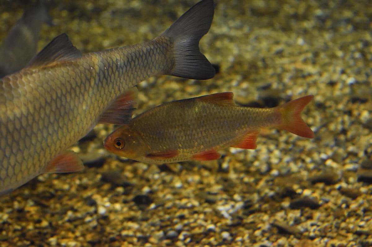 ikan rudd