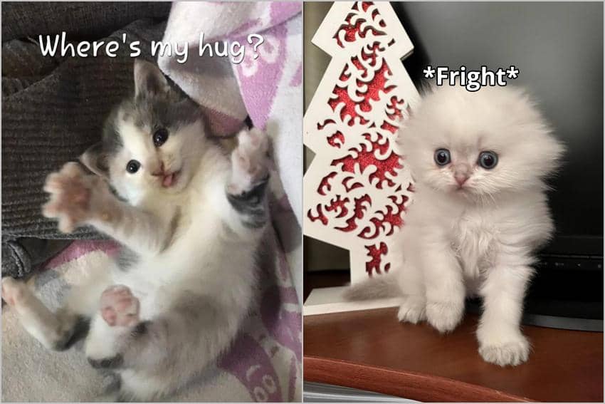 8 Meme Anak Kucing, Gemas dan Lucu Semua!