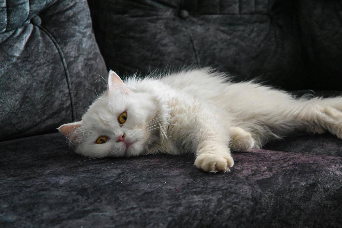 Diam-diam Sayang, Ini 5 Tanda Kucing Peliharaan Kangen Kamu!