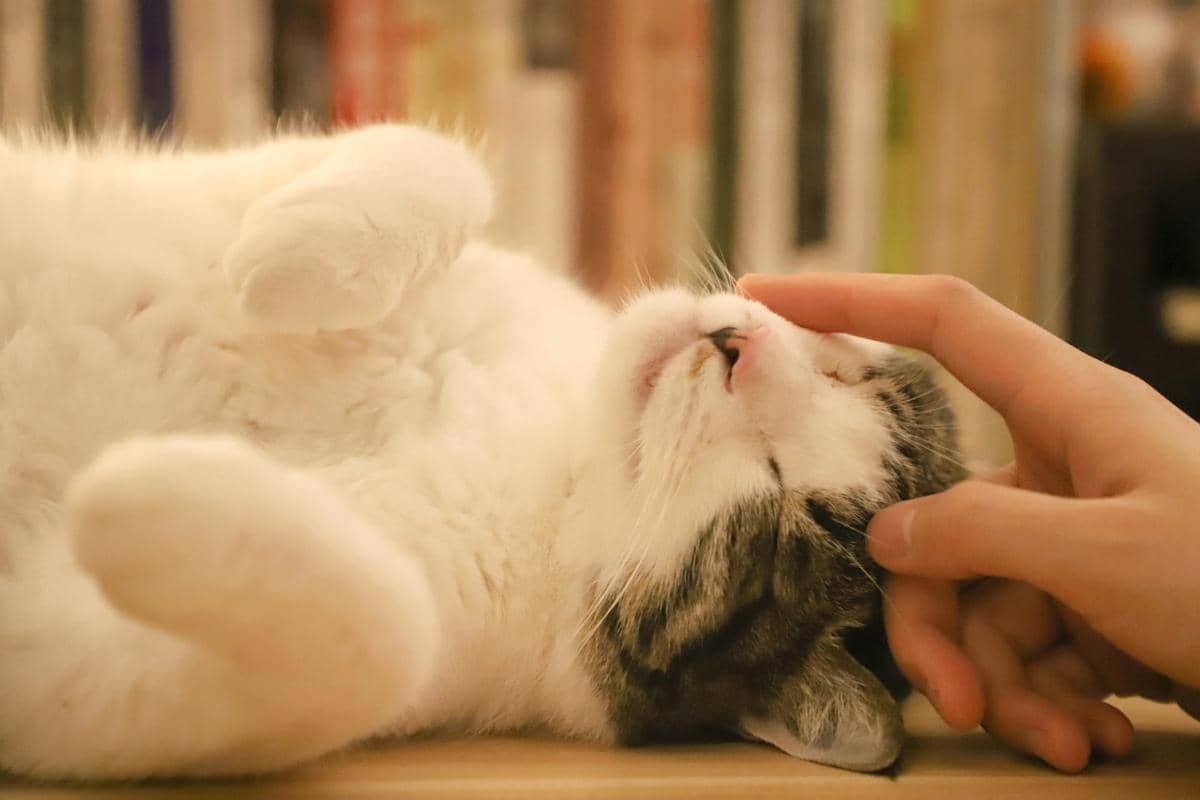 Kucing dielus manusia