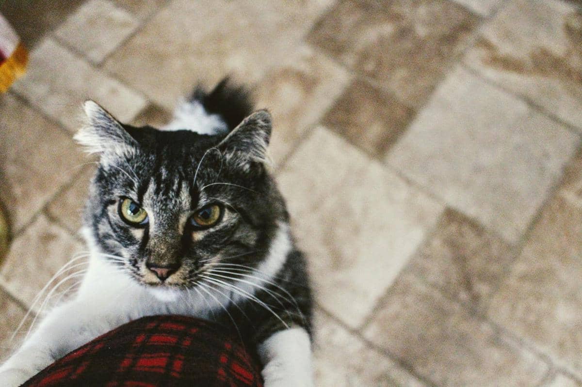 Kucing mendekati manusia