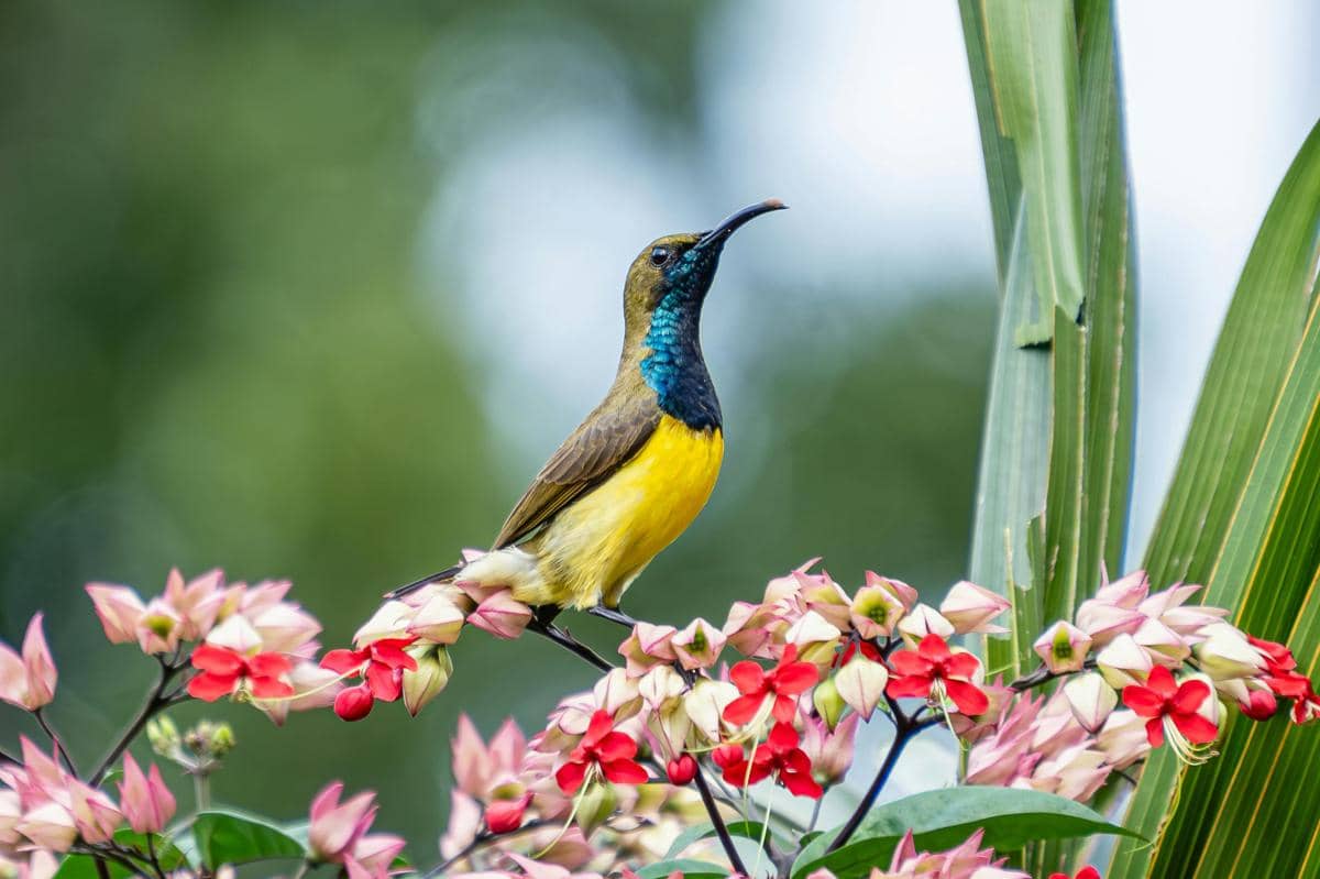 potret burung madu sriganti