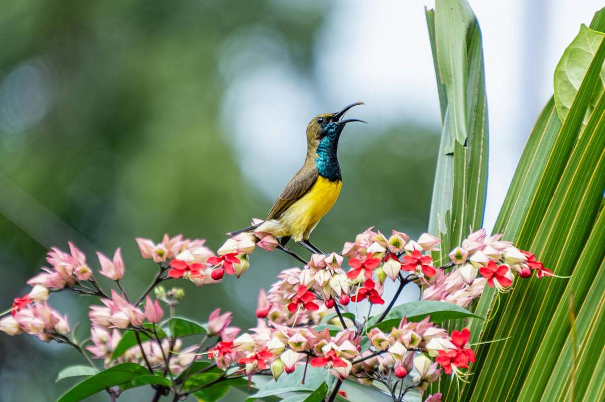 potret burung madu sriganti