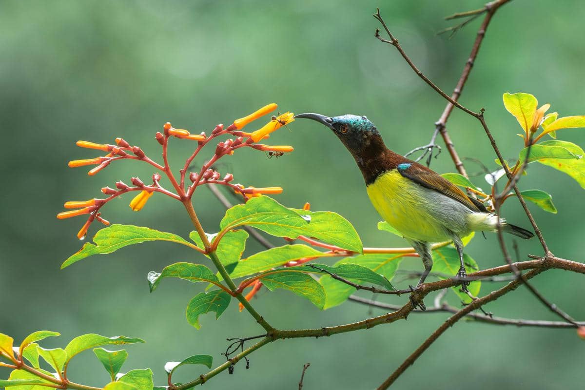 potret burung madu sriganti