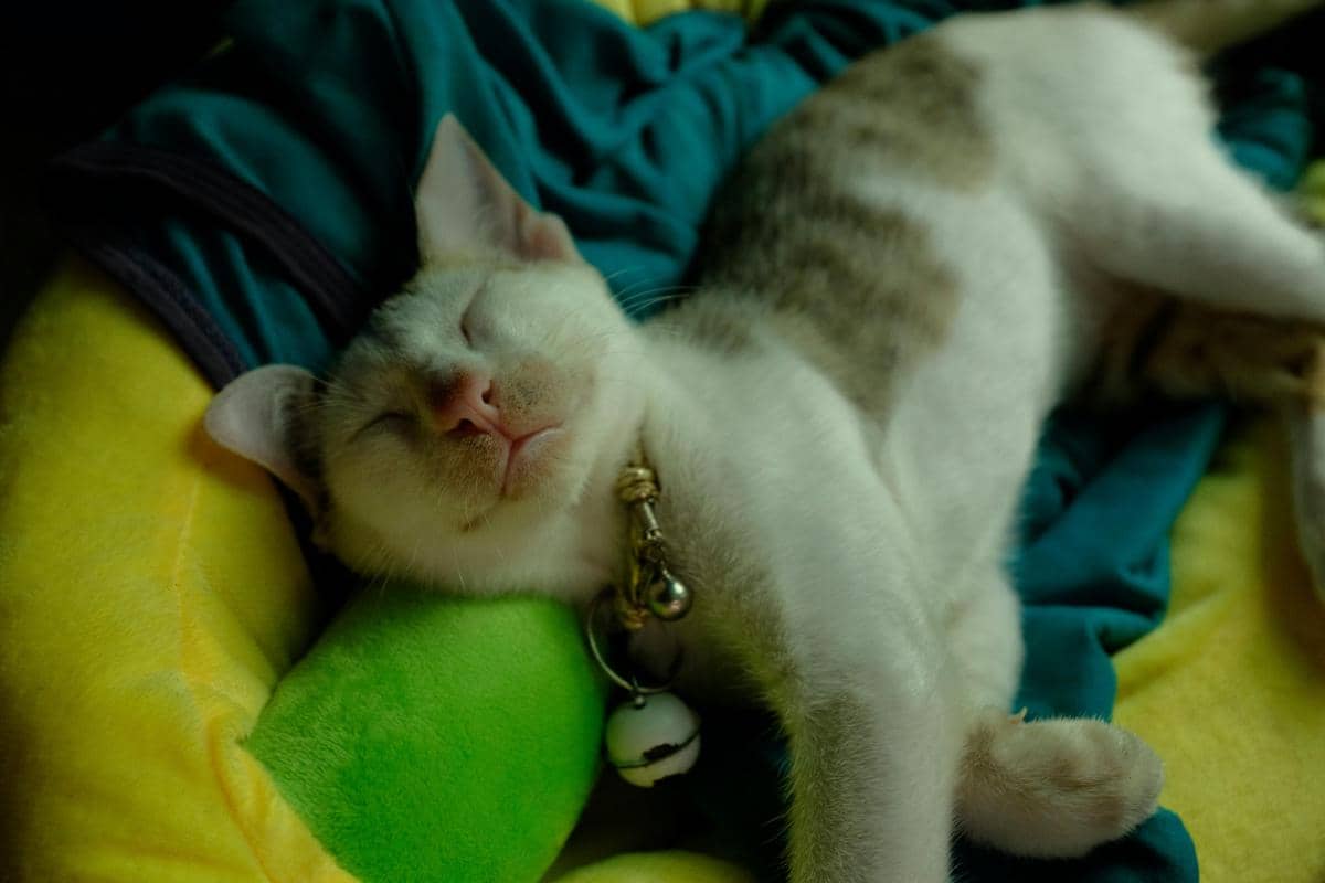 Ilustrasi kucing tidur