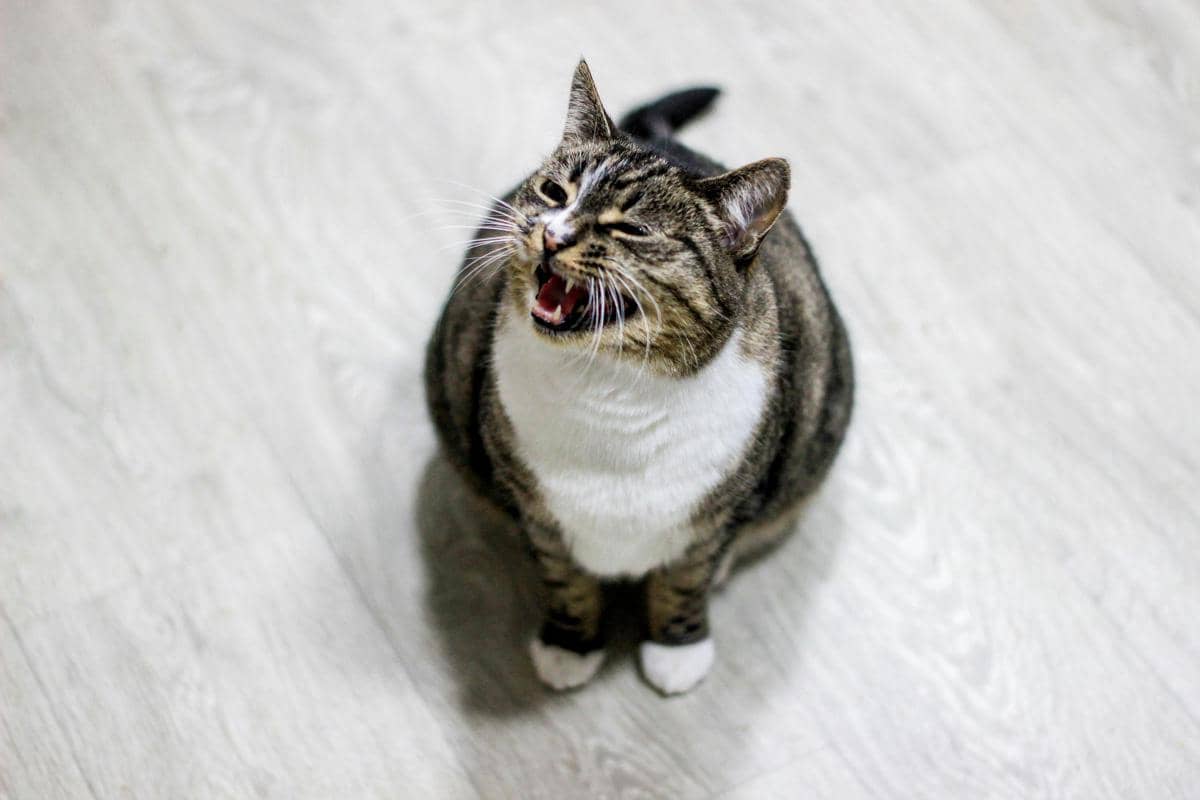Kucing mengeong