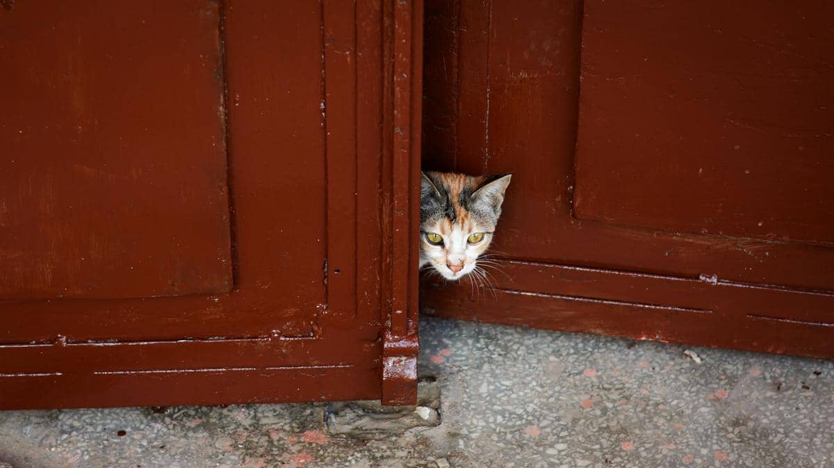 Kucing di pintu