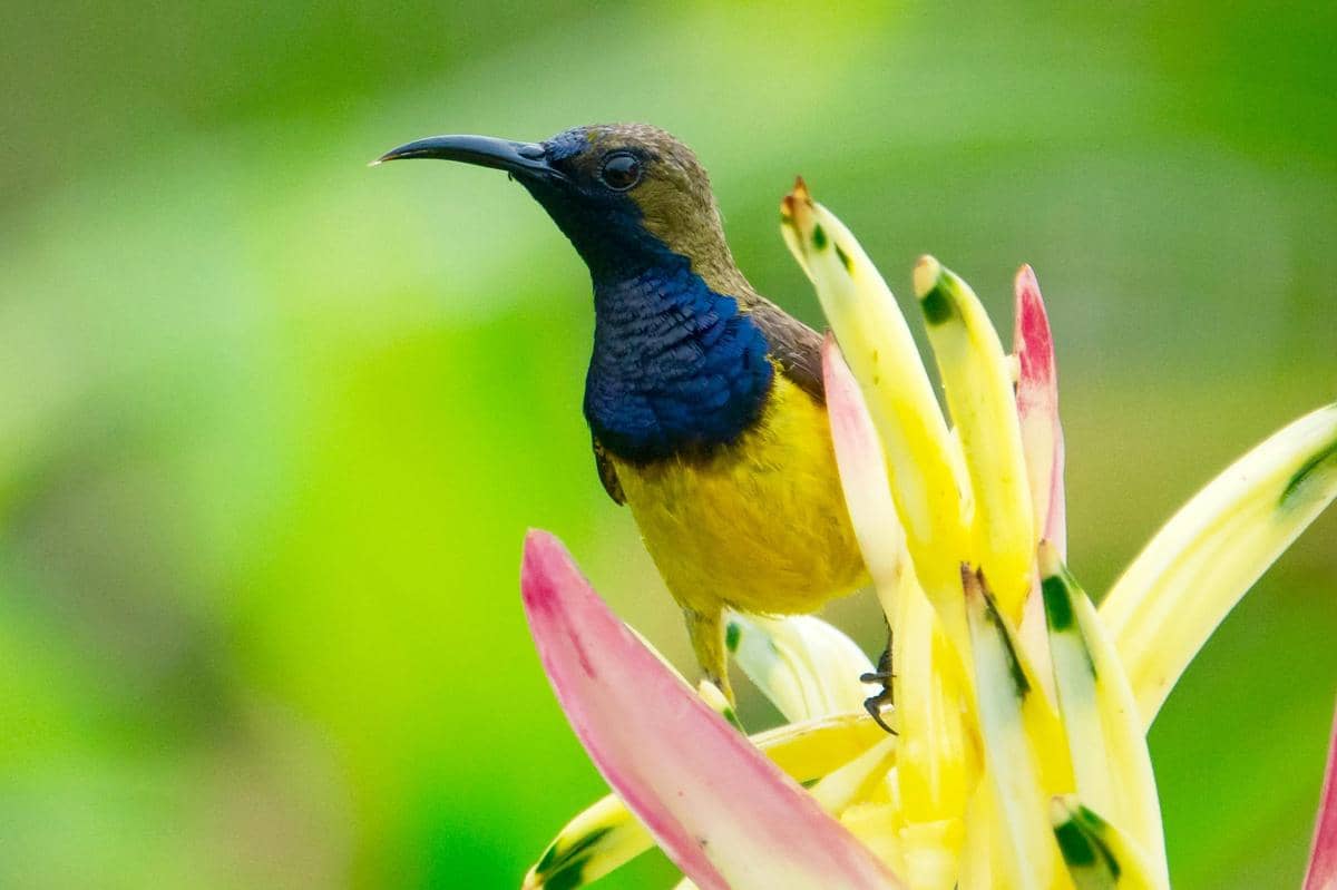 potret burung madu sriganti