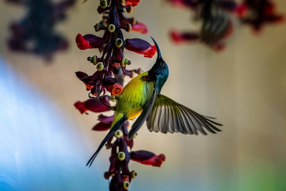 potret burung madu sriganti