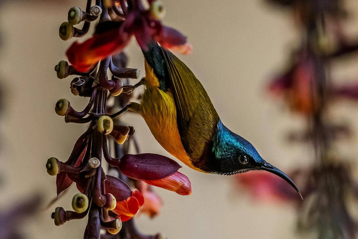 potret burung madu sriganti
