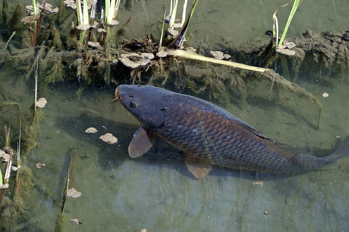 ikan mas