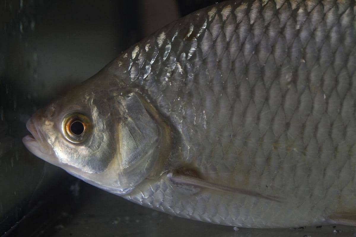 ikan rudd