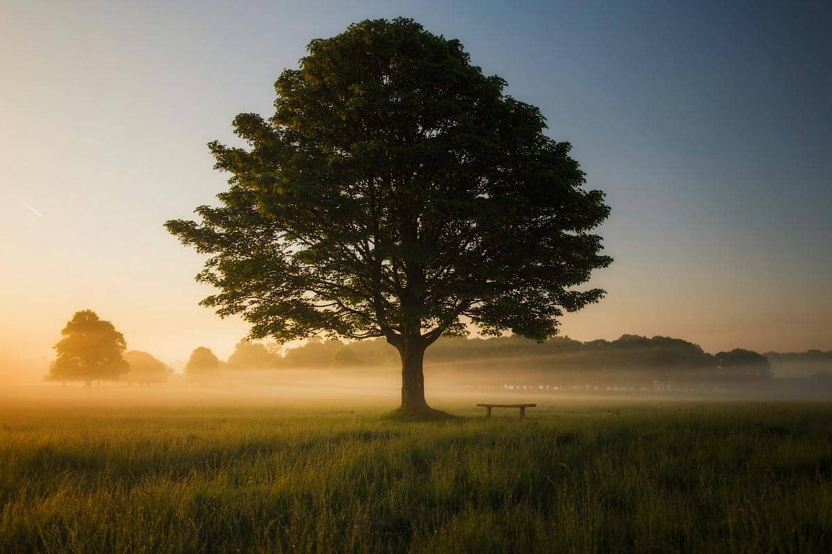 [PUISI] Hutan yang Tumbuh Setelah Kebakaran