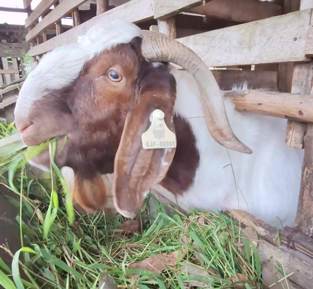 Kambing Kurban Sekayu Full Booking Jelang Idul Adha, Mulai Rp2 Jutaan