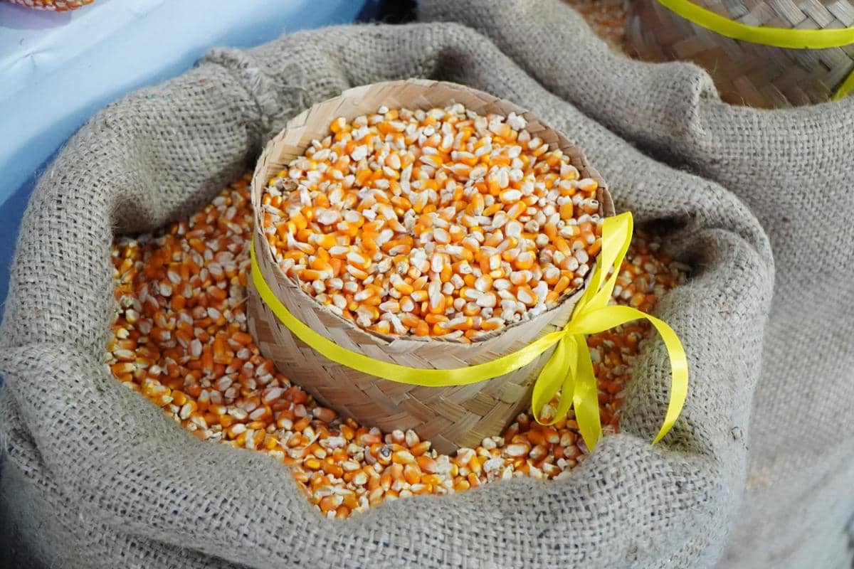 Stok Jagung Bulog Sulsel 63 Ribu Ton, Peternak Minta Pasokan Dijaga