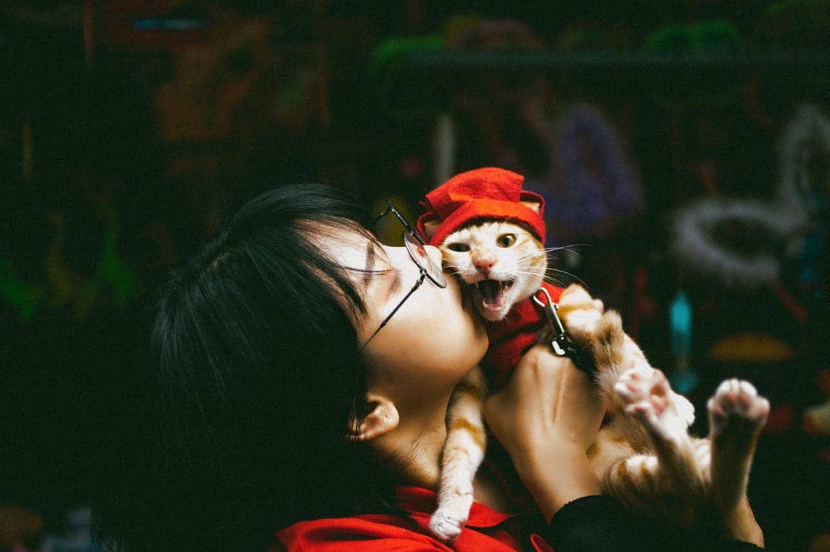 Kucing Bukan Sekadar Peliharaan, tapi Emotional Support System