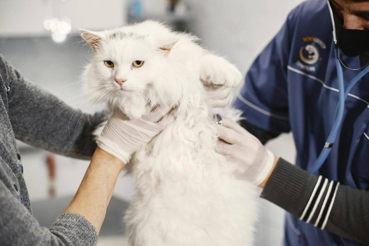 Seekor kucing berbulu putih sedang diperiksa oleh dokter hewan yang mengenakan sarung tangan dan seragam medis di klinik hewan.