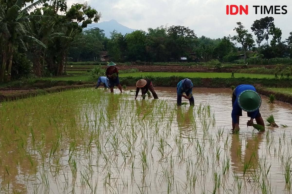 Leptospirosis Merebak, 6 Petani Ngawi Terpapar Kencing Tikus