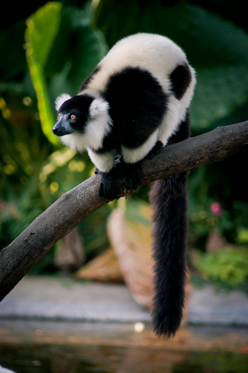 Indri