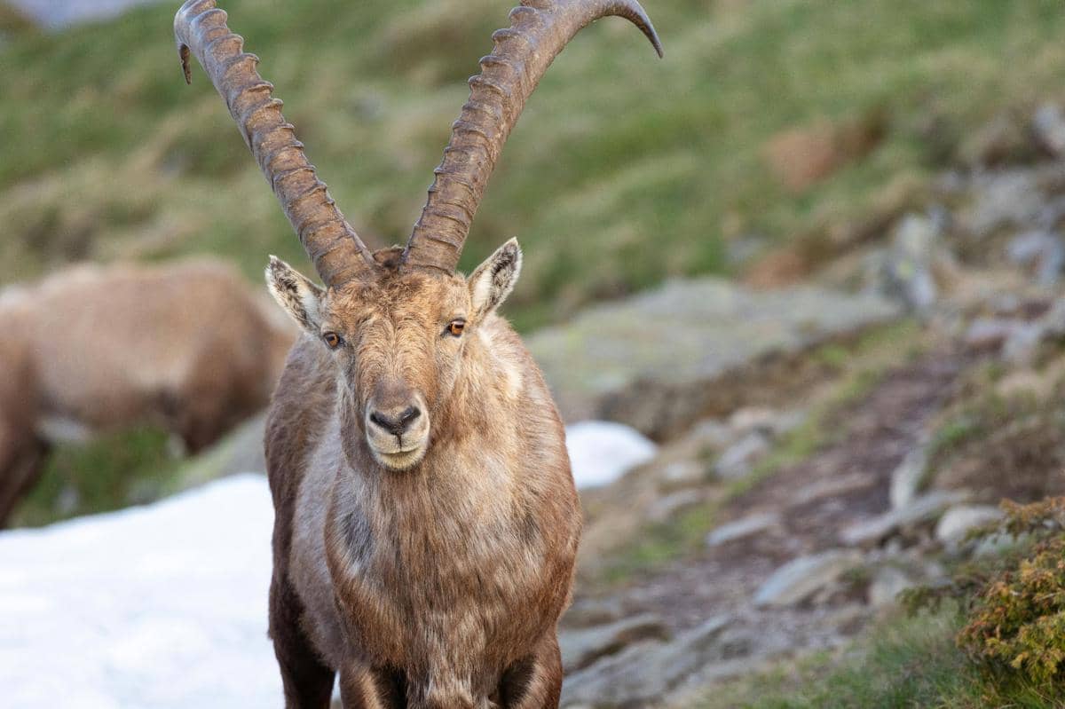 ibex