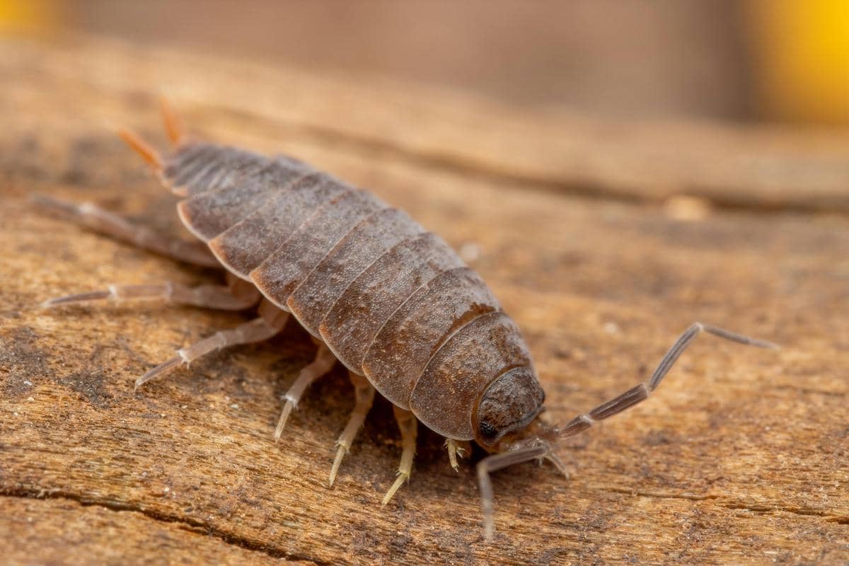 isopod
