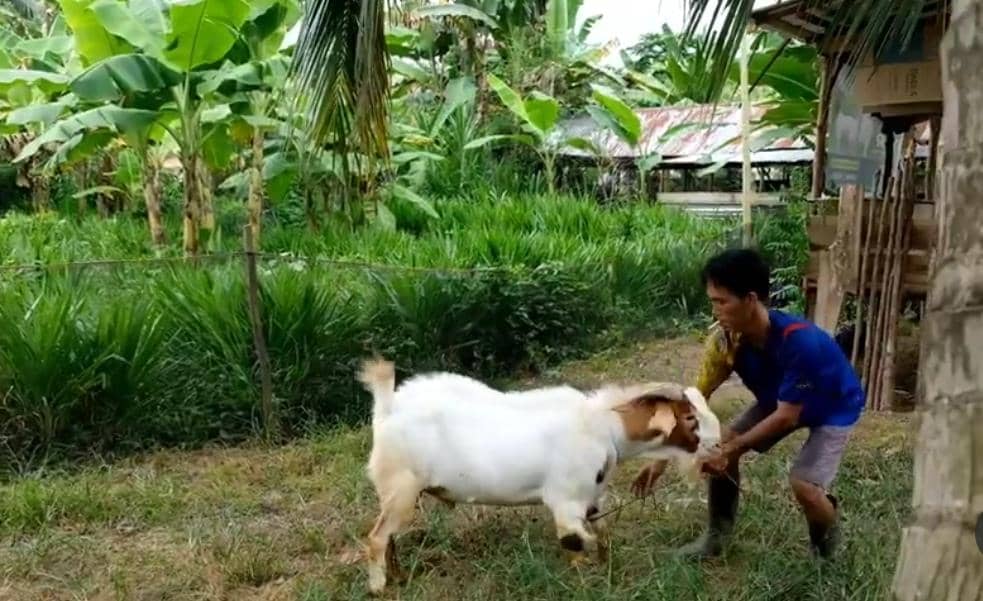 Penjualan kambing di Sekayu meningkat jelang Iduladha.
