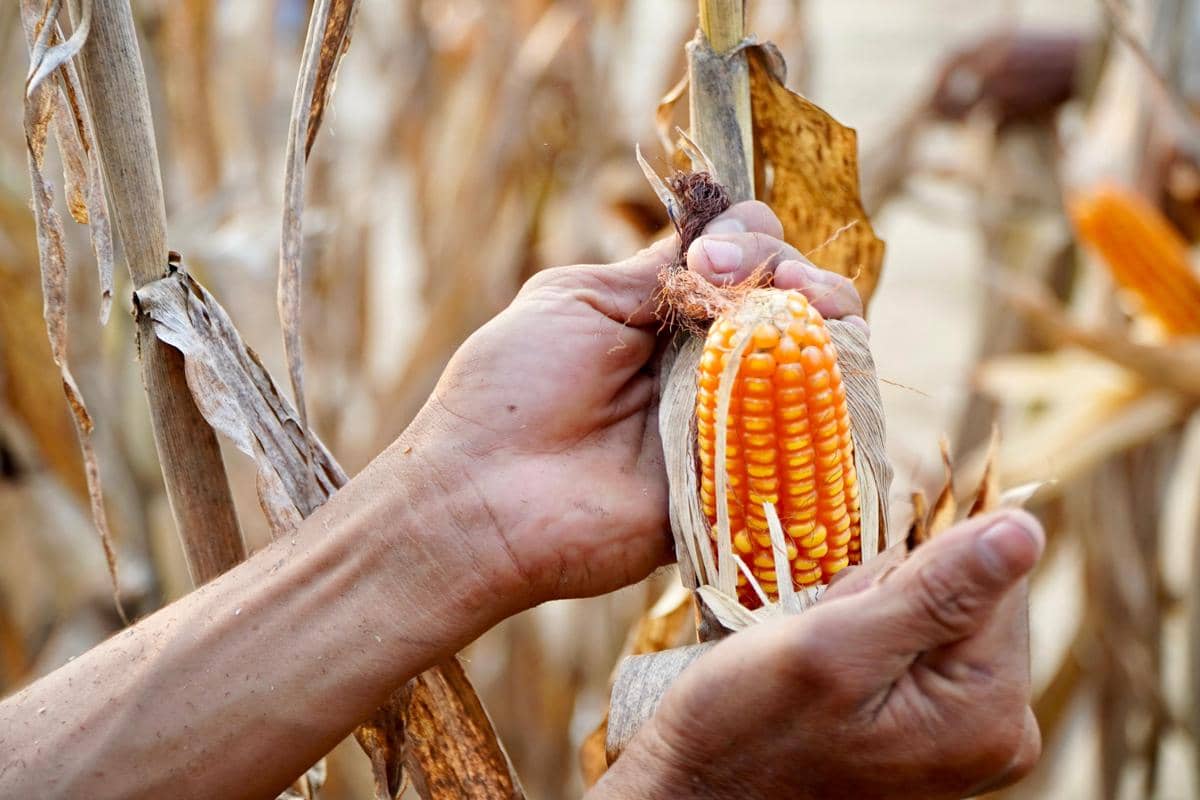 Ilustrasi jagung siap panen.