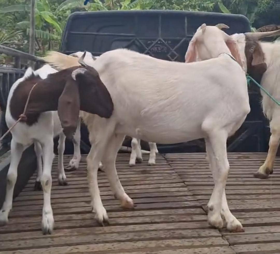 Penjualan kambing di Sekayu meningkat jelang Iduladha.