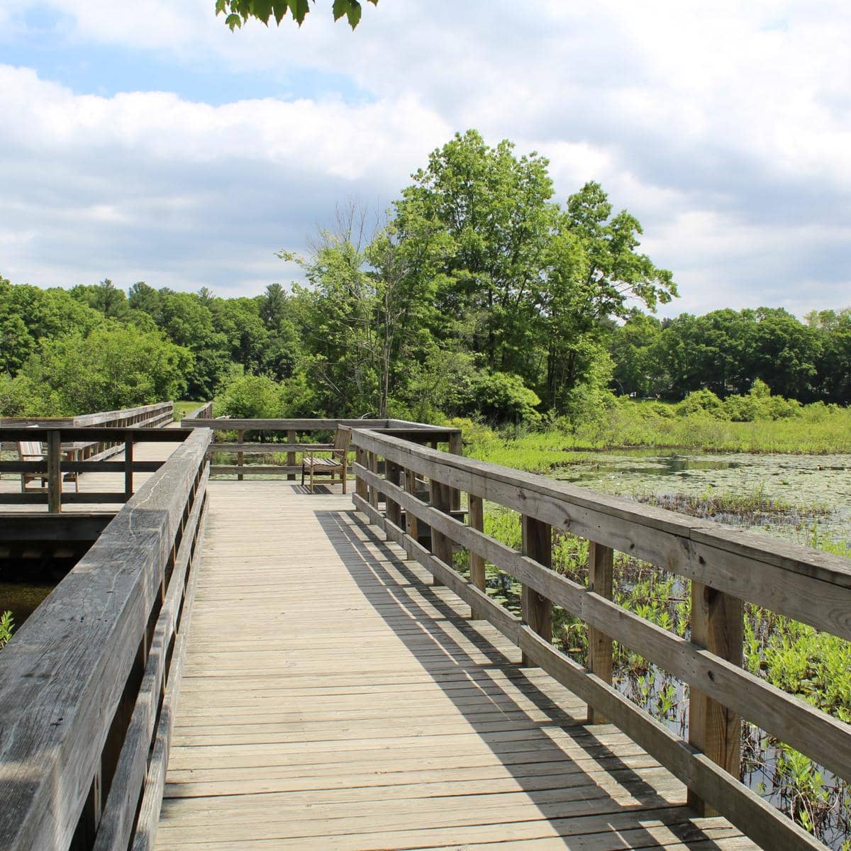 Potret The Nature Trail and Cranberry Bog di Foxborough, Massachusetts
